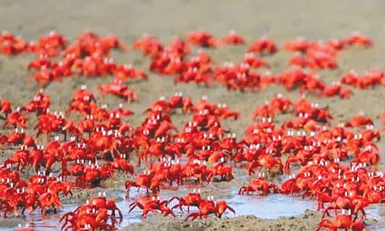 Red crab conservation can draw more tourists to Cox's Bazar beaches 