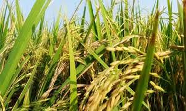 Cultivation of BRRI Dhan-103 brings new hope for farmers