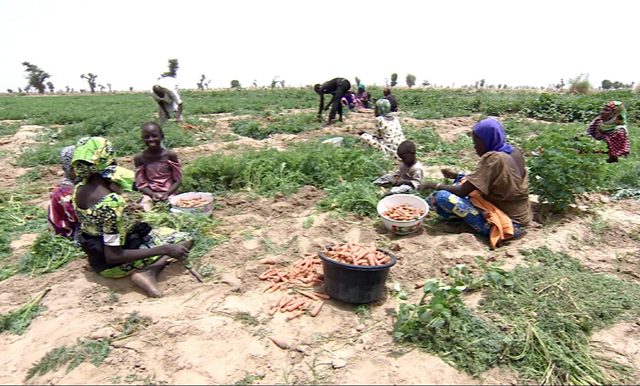 13 farmers abducted in restive northeast Nigeria