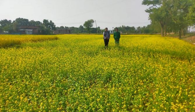 6.46 lakh tonnes of mustard seed expected in Rajshahi division