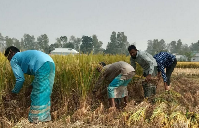 Bumper Aman production attributed to suitable weather in Bogura