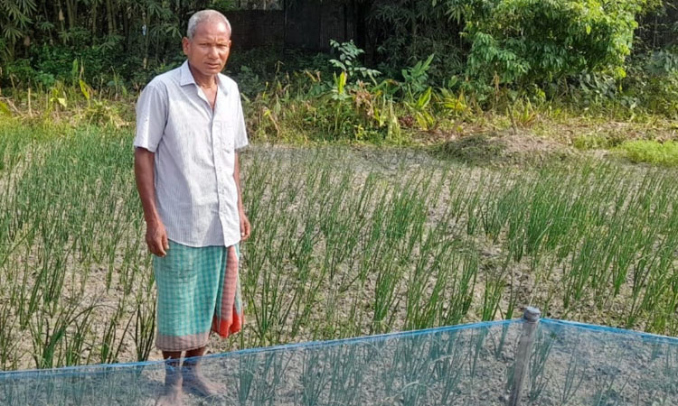 Farmers in Thakurgaon getting good profit in onion cultivation