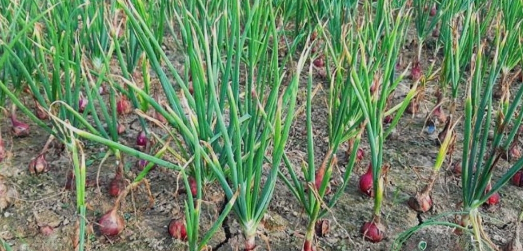 Khulna DAE sets target to produce 18, 878MT onion in current Robi season