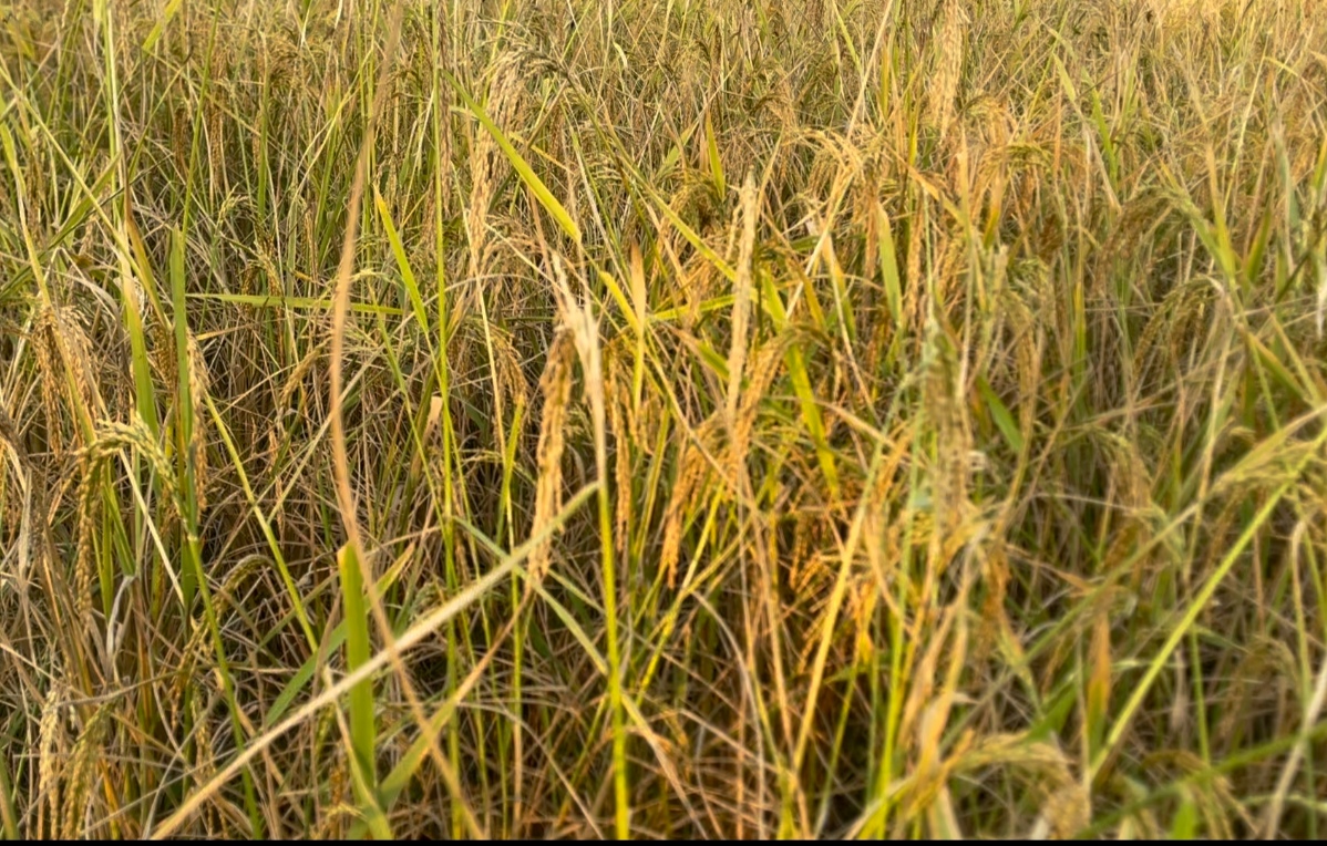 Aman harvest brings festive spirit, financial relief to Madaripur farmers