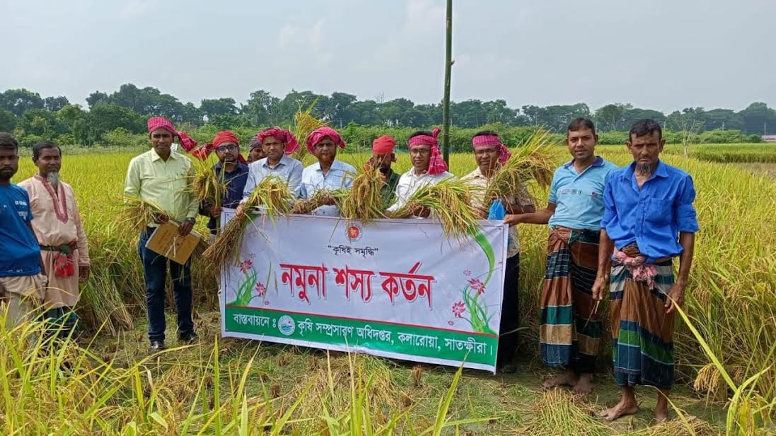 Farmers cheer as bumper Aman harvest brings relief in Khulna