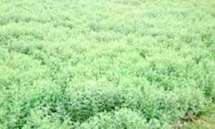 1.02 lakh tonnes of pulses likely in Rajshahi division