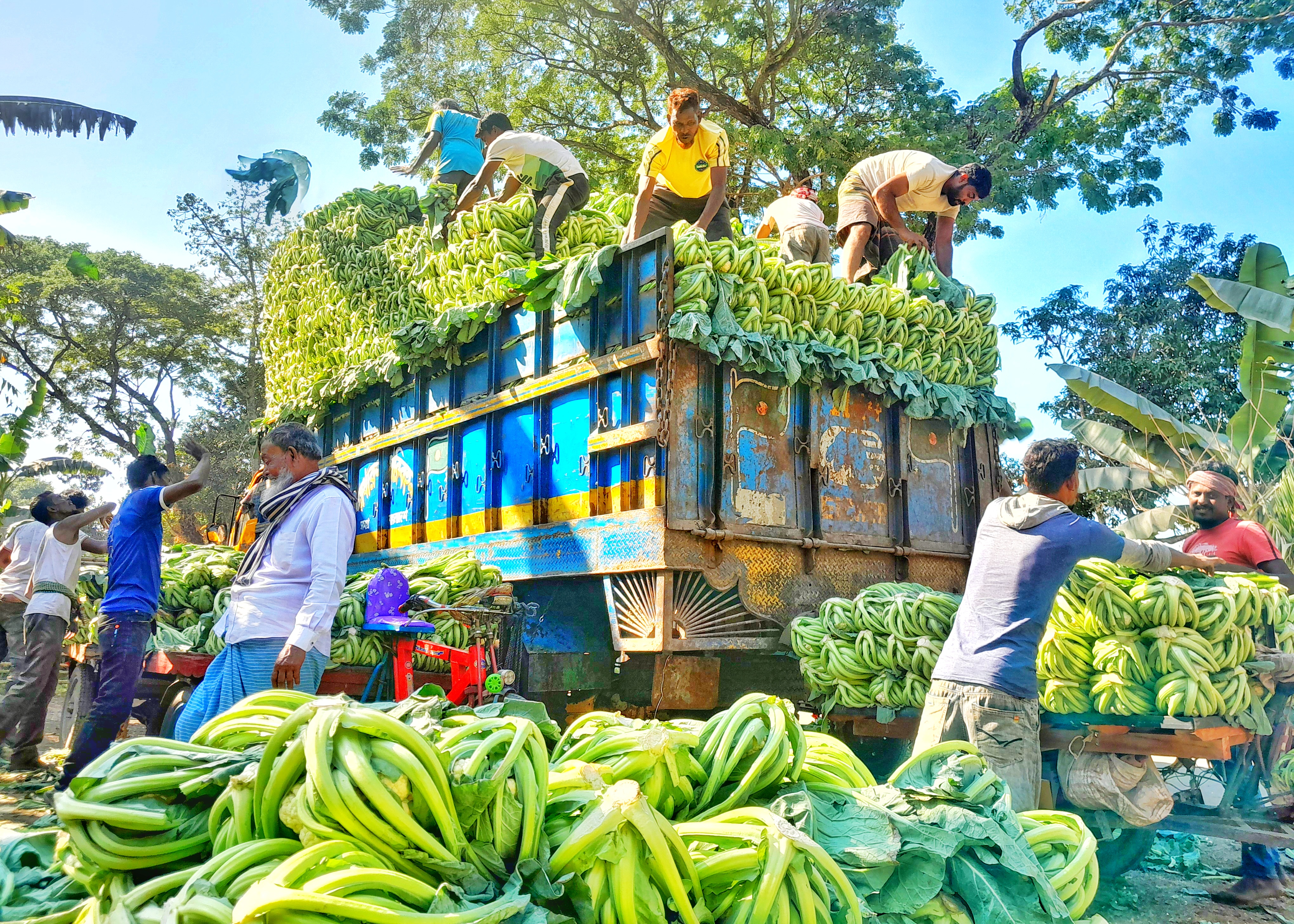 Lalmonirhat farmers busy cultivating winter vegetables like cauliflower, cabbage