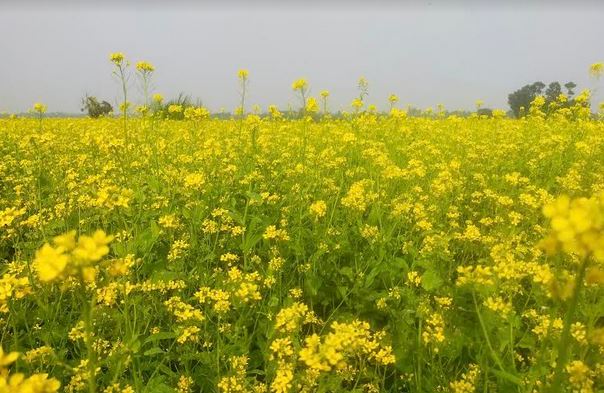 54,369 thousand tonnes of mustard seed expected in Khulna