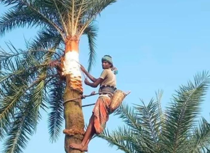 Date tree juice extraction begins in Manikganj