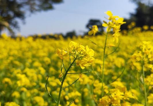 Netrokona farmers eye good yield of mustard cultivation