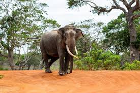 Sri Lanka arrests three men for burning elephant alive