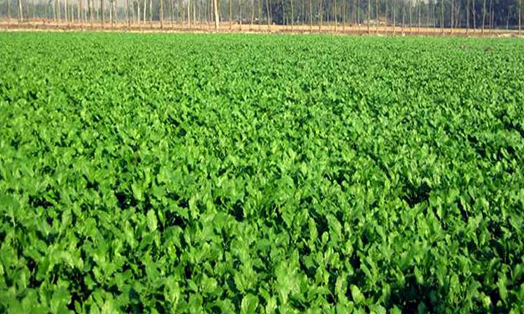 Mustard farming target likely to exceed in Rangpur region 