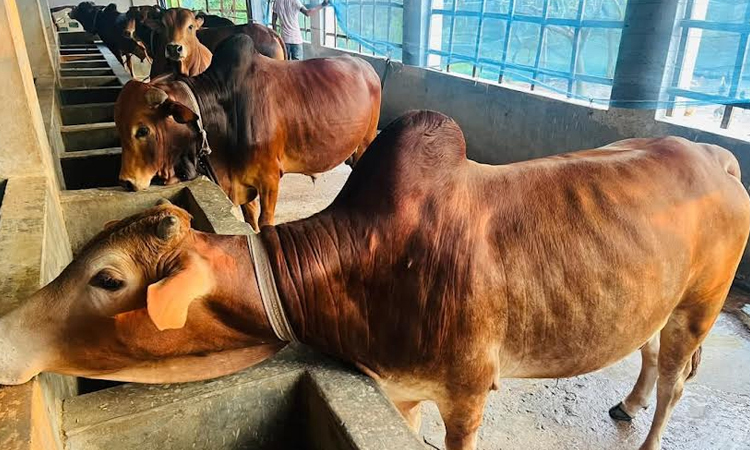 Patuakhali’s Dashmina emerges as livestock hub, boosting local economy