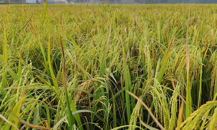 Manikganj sees bumper Aman paddy harvest