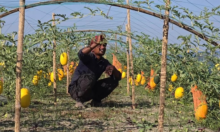 Yellow watermelon cultivation in Tangail brings new hope for farmers