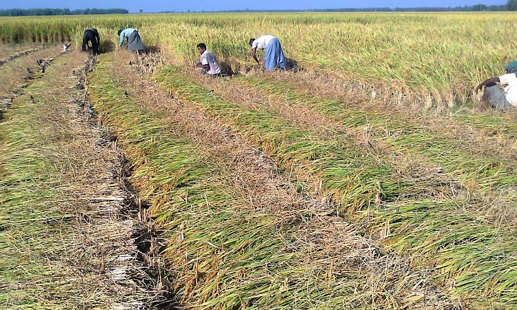 Farmers produce 20-lakh tonnes clean Aman rice in Rangpur region