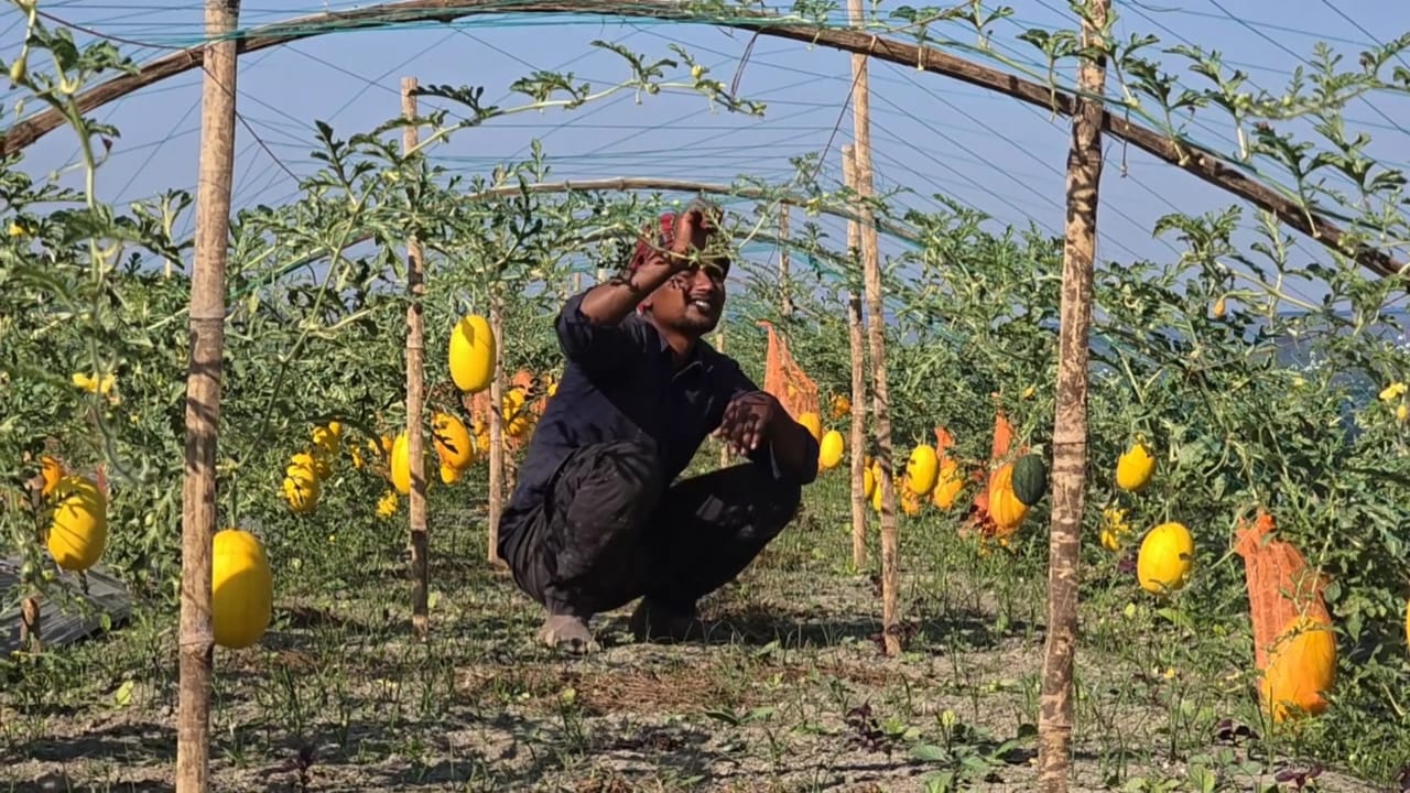 Suman Mia succeeds in cultivating watermelon in Jamuna char lands