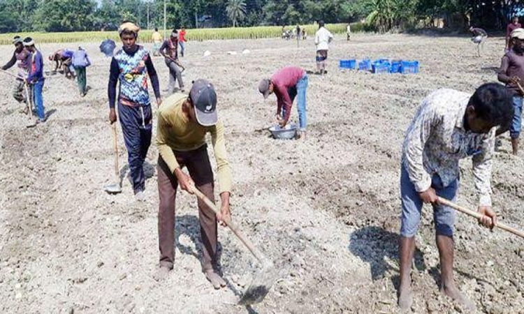 Gaibandha farmers busy cultivating early potato varieties
