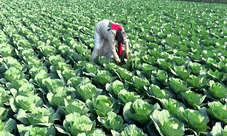 Pesticide-free vegetables change fortunes of char people