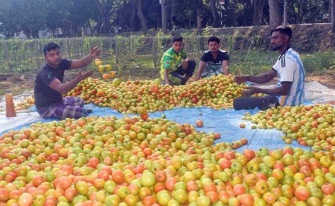 Rajshahi sees Tk 100cr annual tomato trading