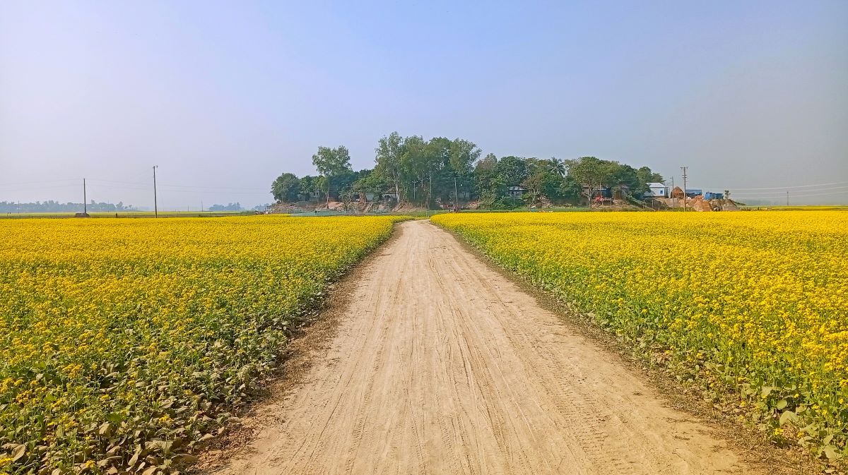 Good yield of mustard cultivation forecasted in Pabna  