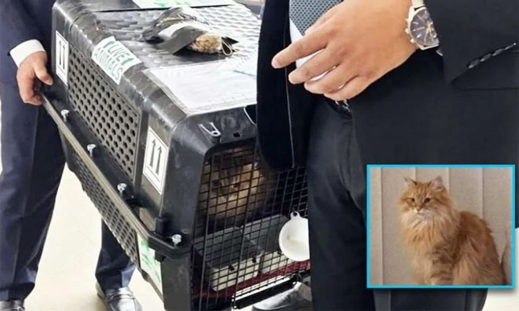Tarique Rahman with his pet cat, Jebu, in Bangladesh