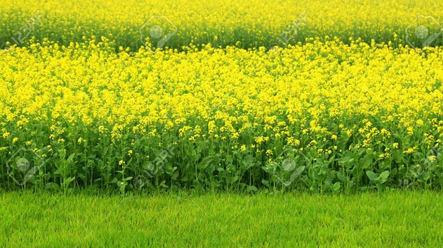 Mustard fields turn yellow in Gaibandha