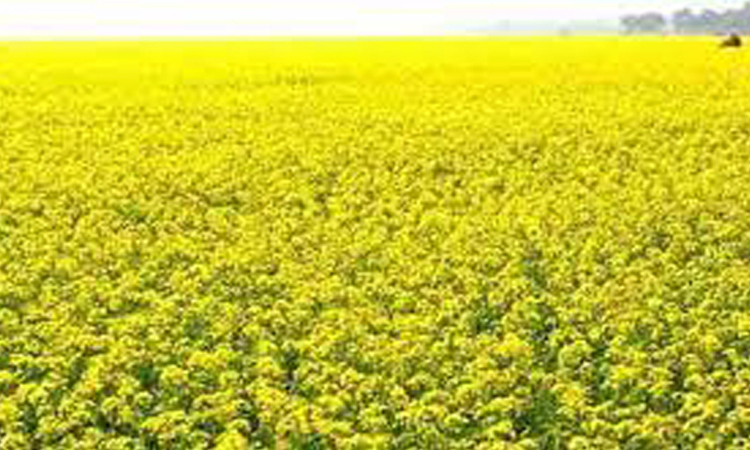 Mustard fields turn yellow in Gaibandha
