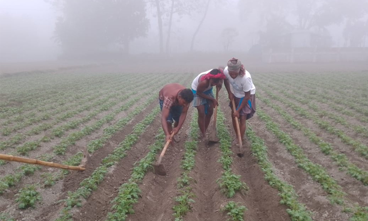 Cold plunges Kurigram's riverine communities into despair