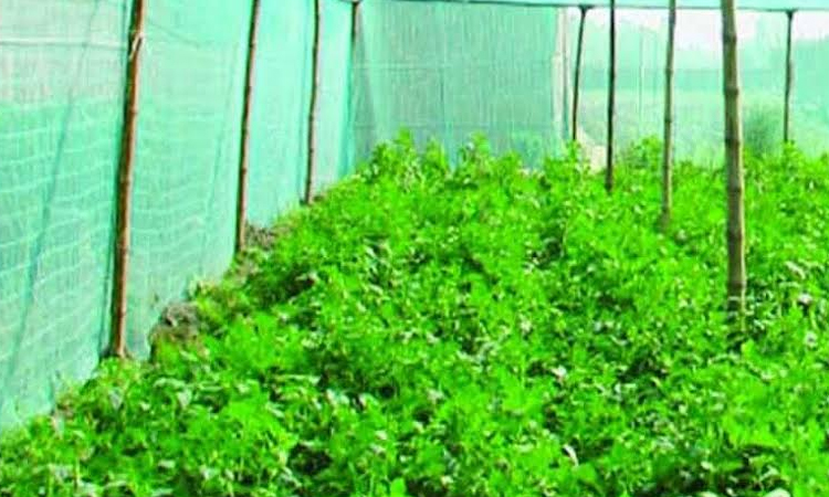 Net-house potato farming boosts income, entrepreneurship in Rajshahi region