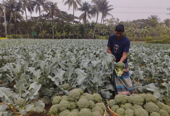 Broccoli cultivation emerges as cash crop in Dumuria