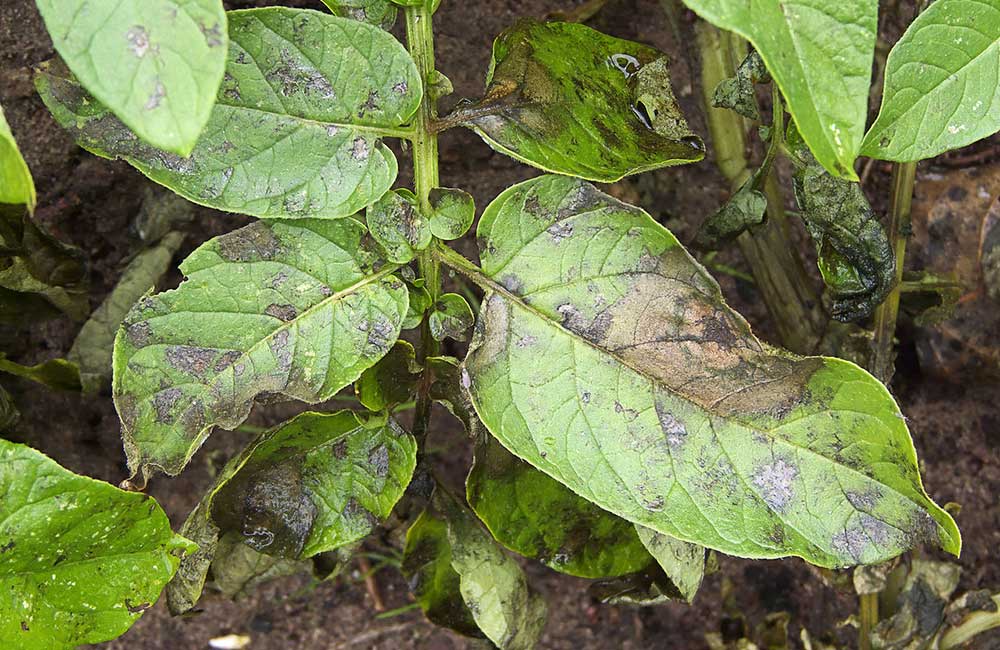 DAE issues warning to check potato late blight 