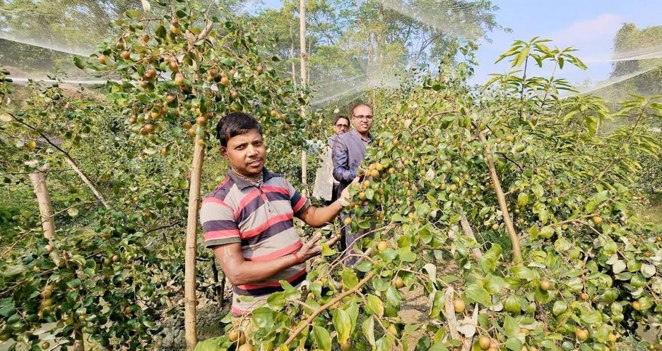 Balsundari, apple and kashmiri plum bring fresh hope to Patuakhali farmers