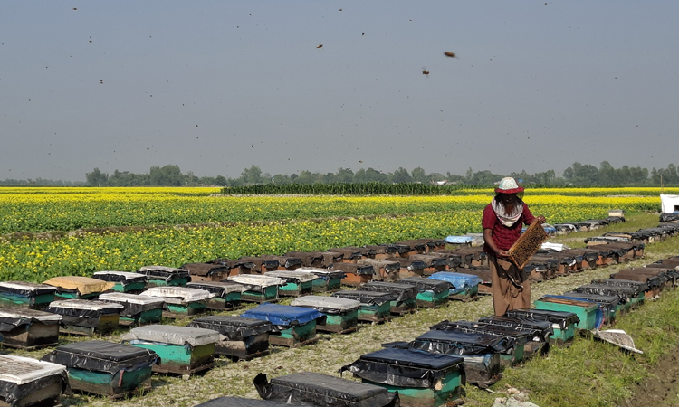 Honey collectors set up 3,665 bee boxes in Jamalpur