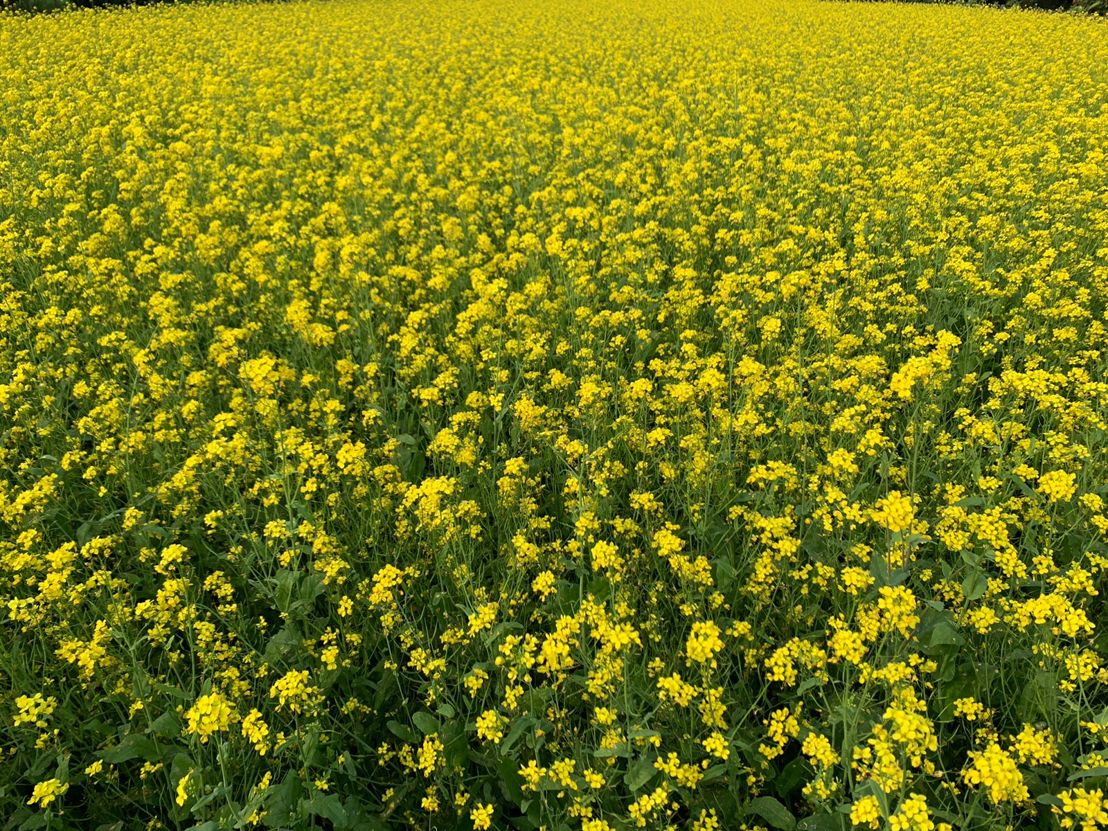 Mustard cultivation exceeds target in Meherpur 
