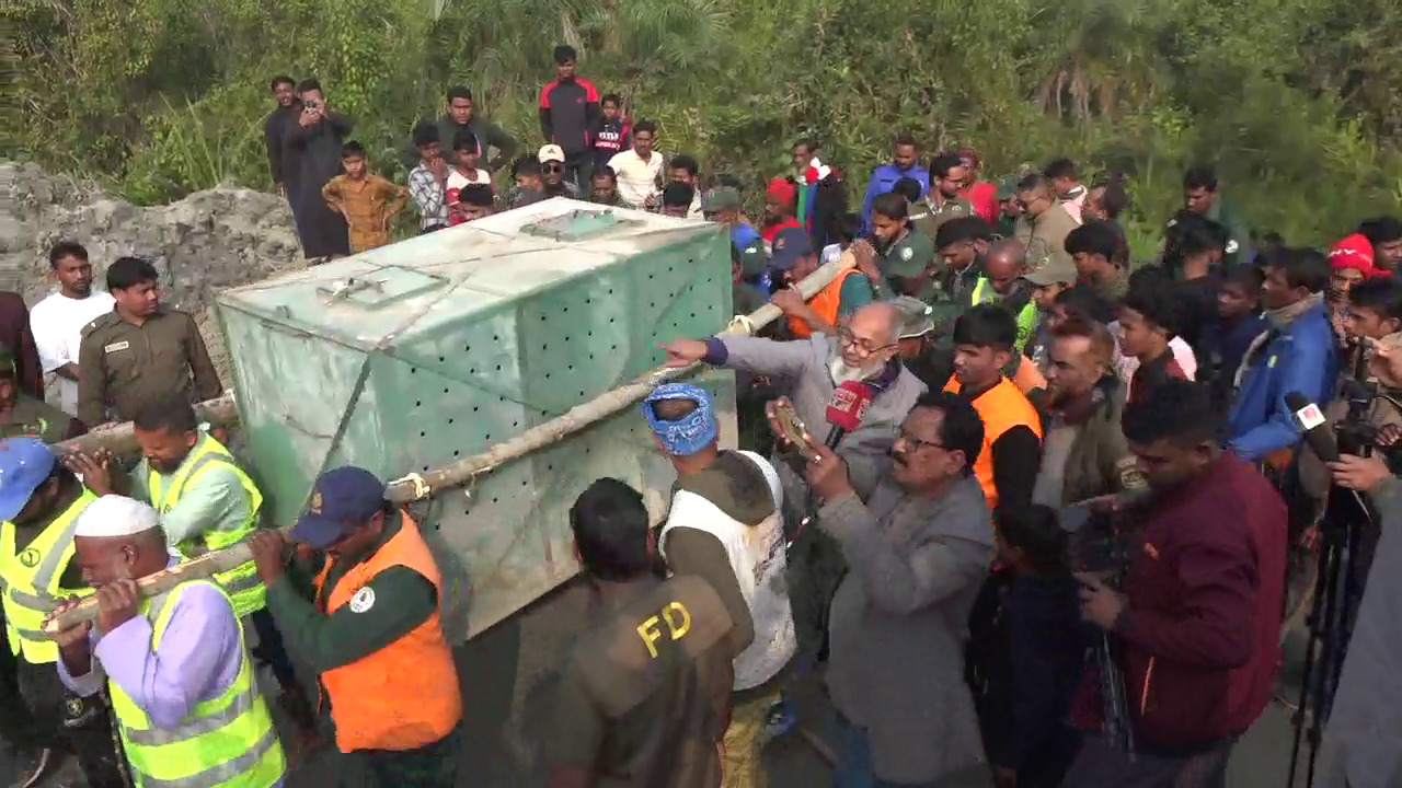 Tigress rescued from deer poachers’ snare in Sundarbans after 24 hours