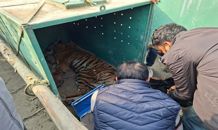 Tigress rescued from poachers' trap in Sundarbans