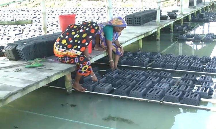 Women in Satkhira achieve financial solvency