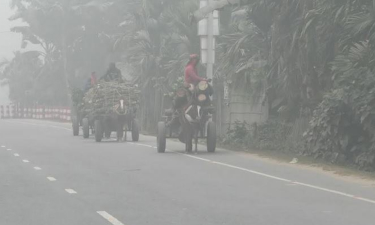 Biting cold disrupts life in Jhenaidah, low-income workers suffer