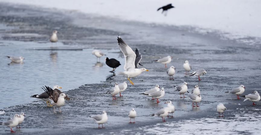 Six dead in weather accidents as cold snap grips Europe