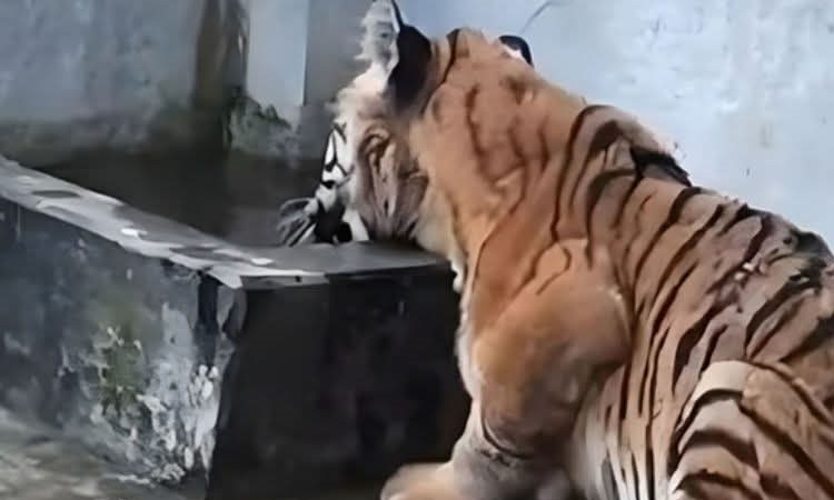 Injured Tigress recovering gradually, says Khulna CoF