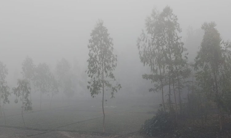 Cold wave grips Kurigram, char dwellers face financial hardship