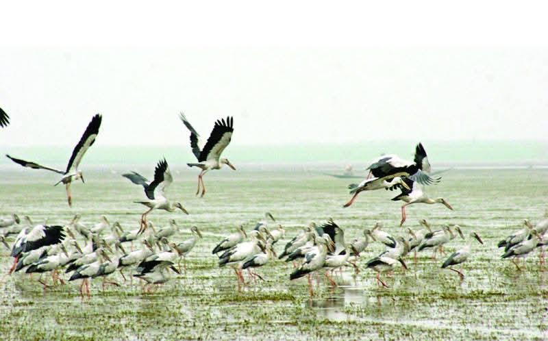 Migratory birds flock Khulna’s wetlands amid rising poaching threat