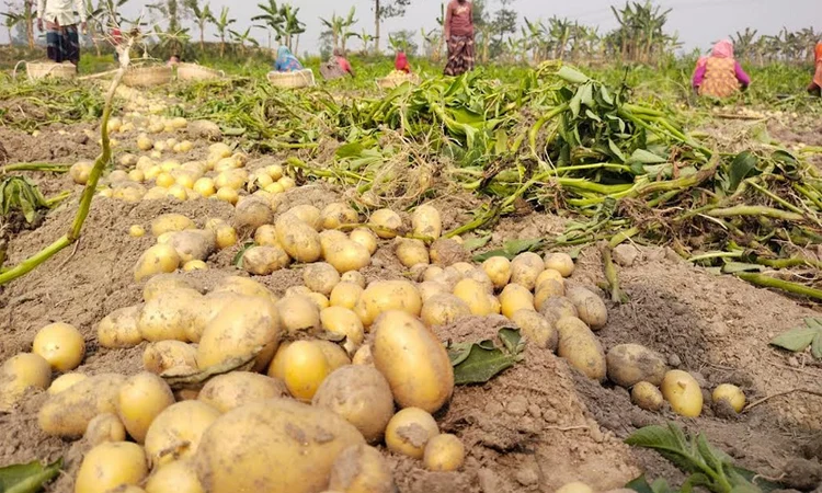 Bogura sets target to export 10,000 tonnes of potatoes 