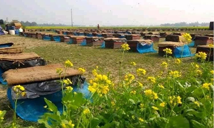 Honey collection in mustard fields boosts farmers' fortunes in Rajshahi