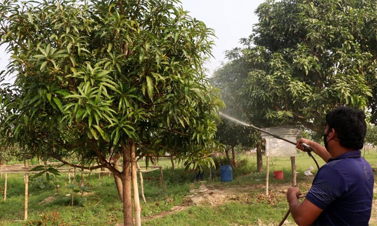 Growers’ witness untimely mango flowering in Rajshahi