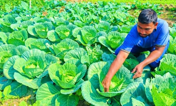 Unused land utilized for pesticide-free vegetable farming in Dighalia