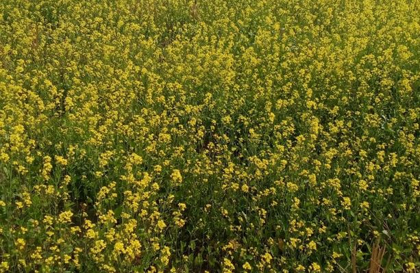 Farmers in Barguna elated as farming lands covered in yellow