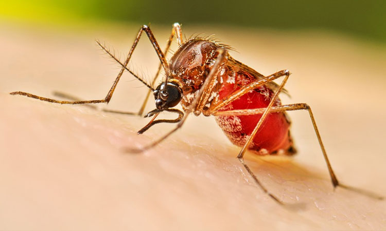 35 fresh dengue cases detected overnight