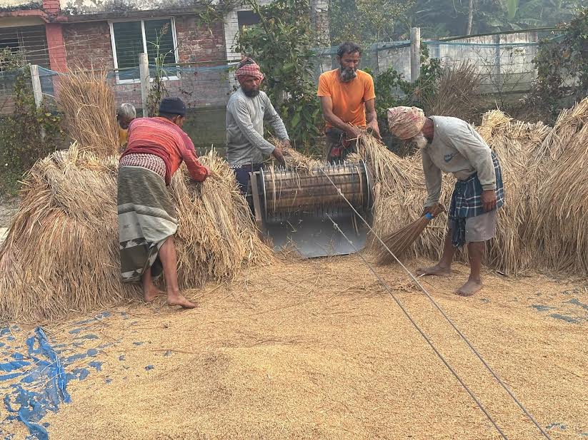 Bumper Aman production in Khulna brings smiles to farmers